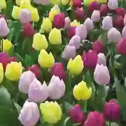 Prince Mix